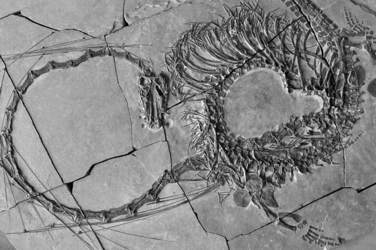 Cientistas encontram fóssil de "dragão" com aproximadamente 240 milhões de anos