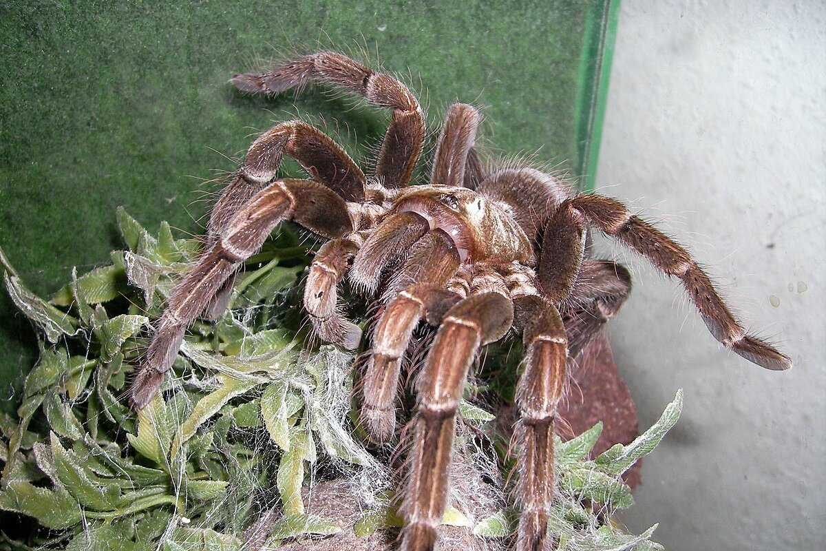 Descoberta promissora: Veneno de aranha brasileira pode ser tratamento potencial contra o câncer