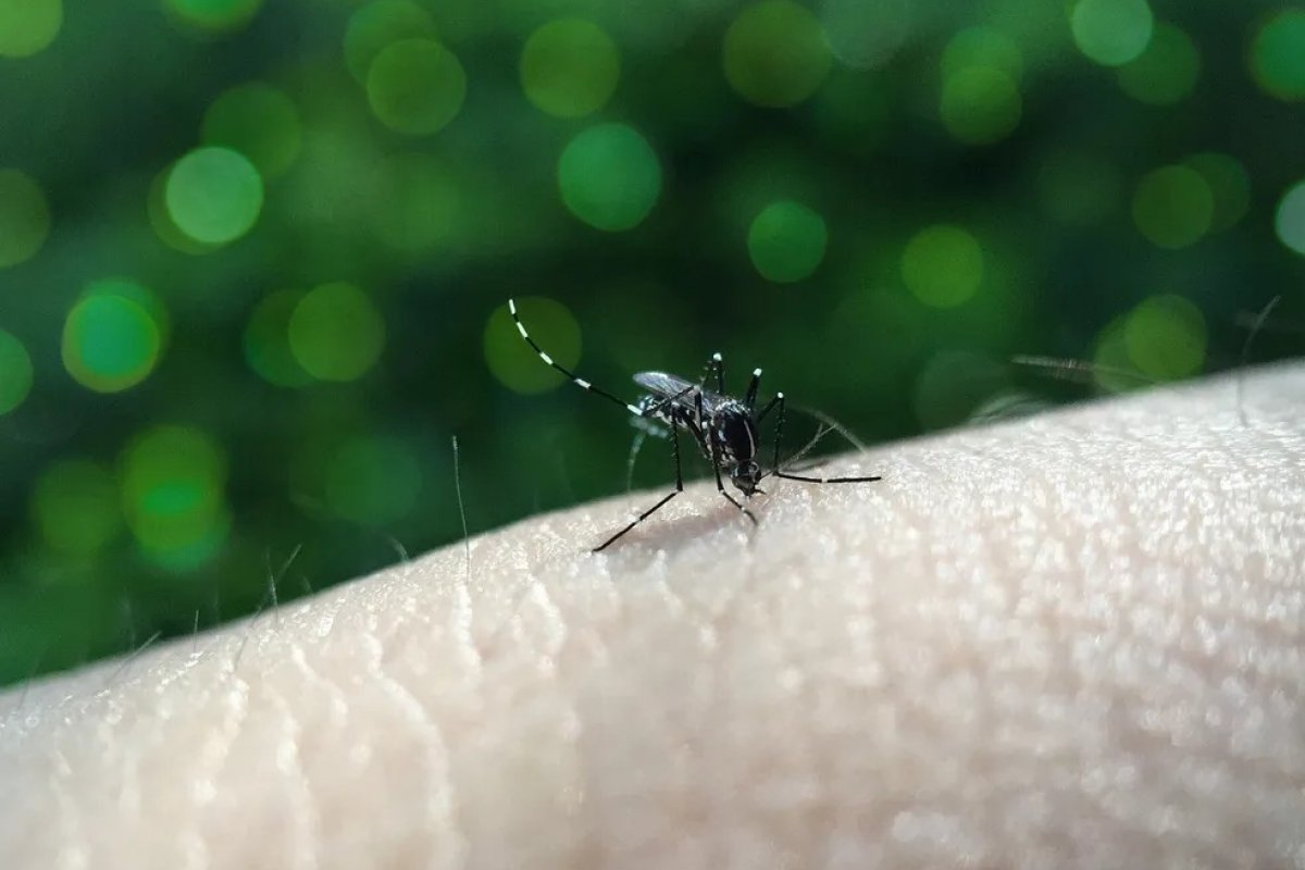 Dengue: estados deixaram de aplicar todo recursos destinado à prevenção em 2023