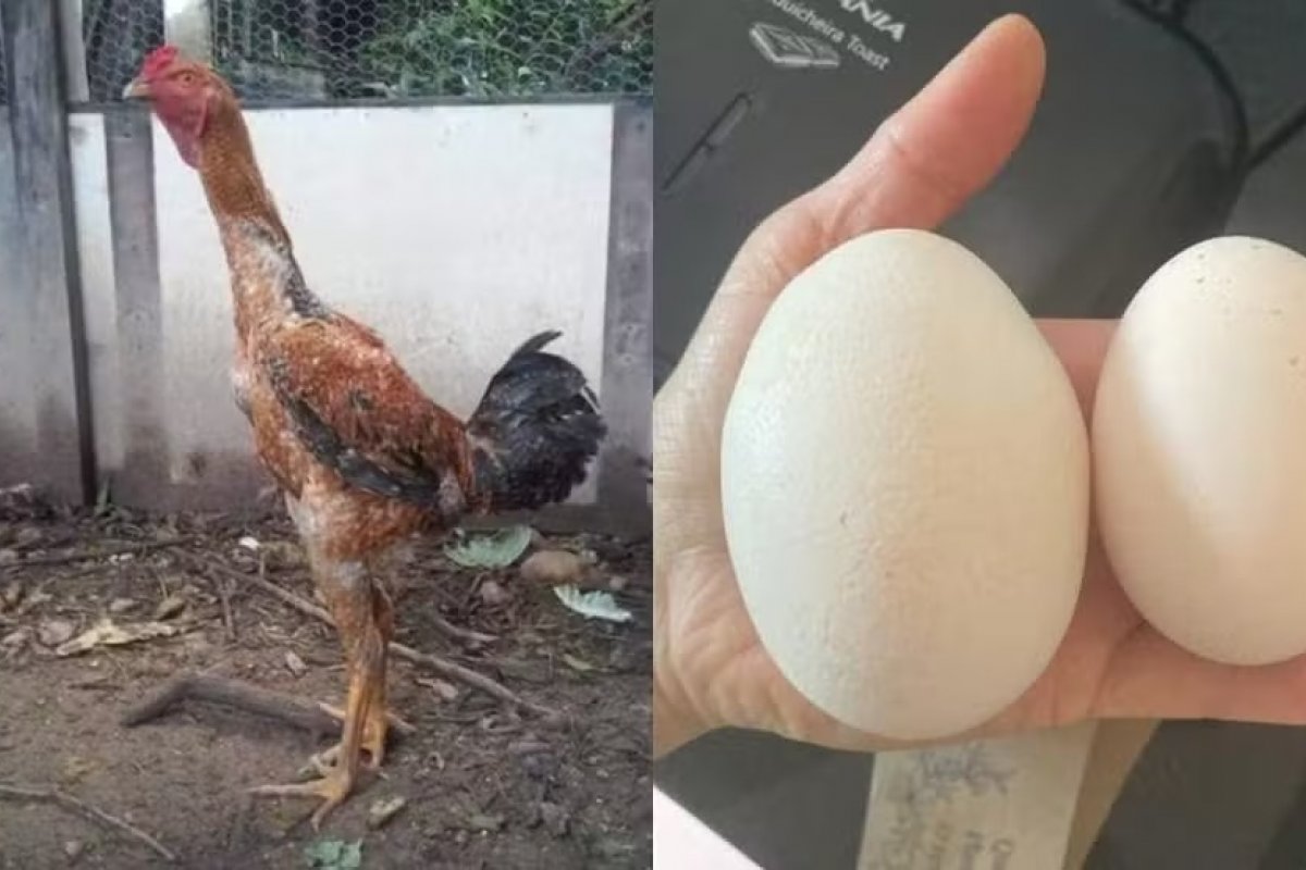 Vídeo: galinha surpreende ao botar ovo ‘gigante’ com outro inteiro dentro