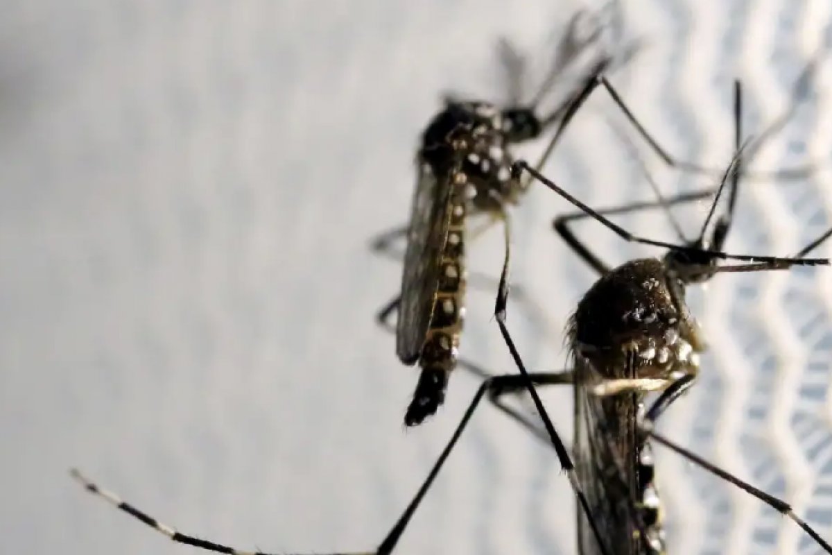 Bahia se aproxima dos 17 mil casos de dengue em 2024