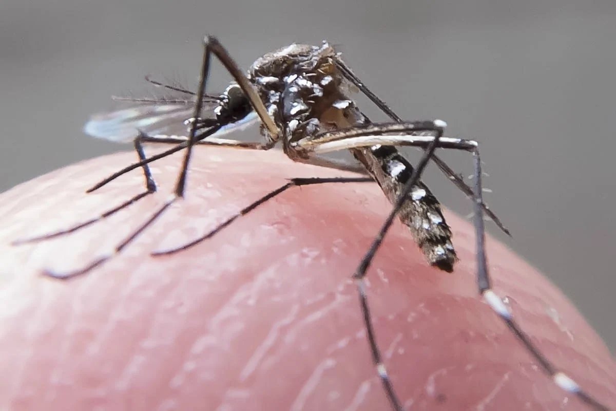 Brasil contabiliza 184 mortes por dengue confirmadas em 2024