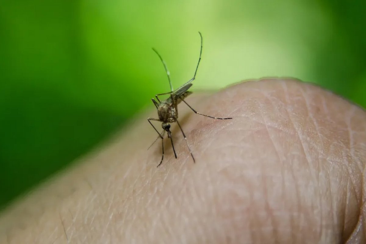 Epidemia de dengue e chikungunya atinge níveis preocupantes