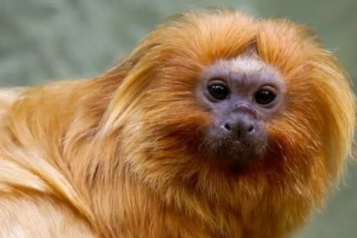 Araras-azuis-de-lear e micos-leões-dourados traficados são repatriados