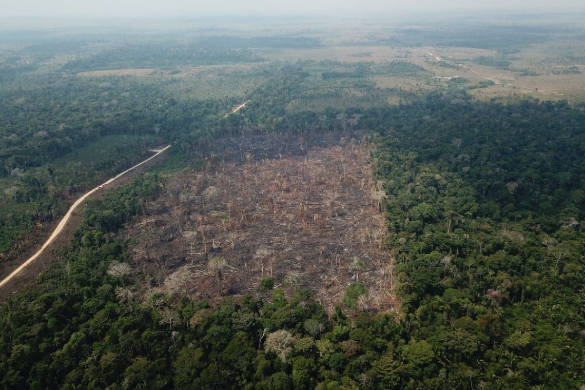 Focos de incêndio na Amazônia devem dobrar em 30 anos