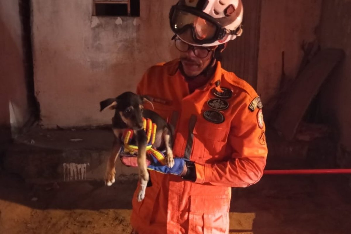 Cachorro preso entre duas paredes é resgatado por bombeiros