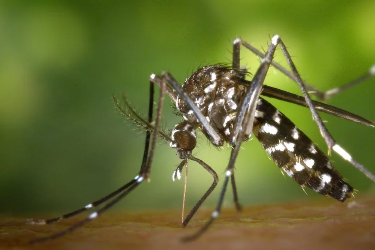 Chikungunya é uma ameaça crescente e necessita de maior atenção, alertam especialistas