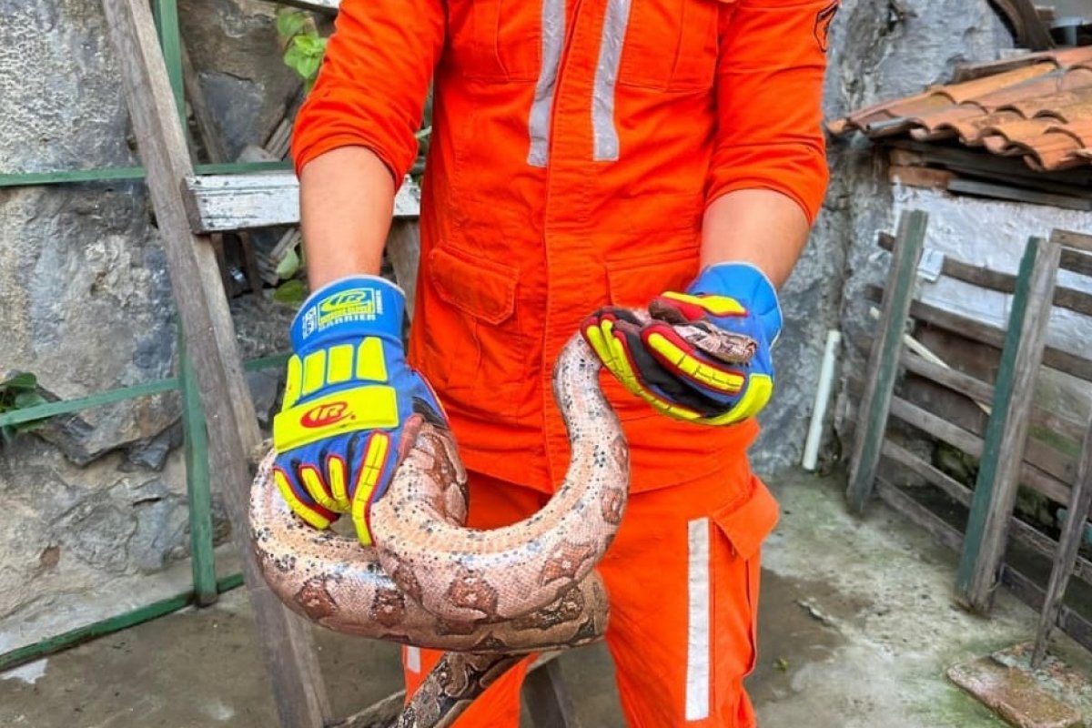 Vídeo: corpo de Bombeiros resgata cobra no quintal de casa em Bom Jesus da Lapa