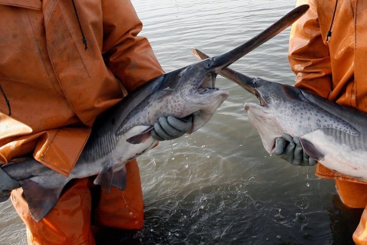 Um dos maiores peixes de água doce é considerado extinto na China