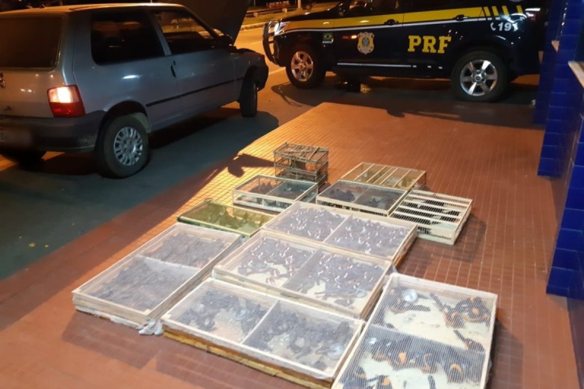 Cerca de 500 pássaros silvestres são resgatados em situação de maus-tratos em rodovia baiana