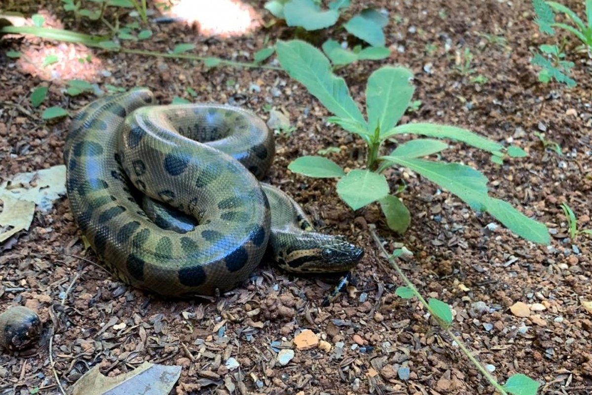 Zoológico expõe cobra considerada como "a maior do mundo" nesta segunda (13)