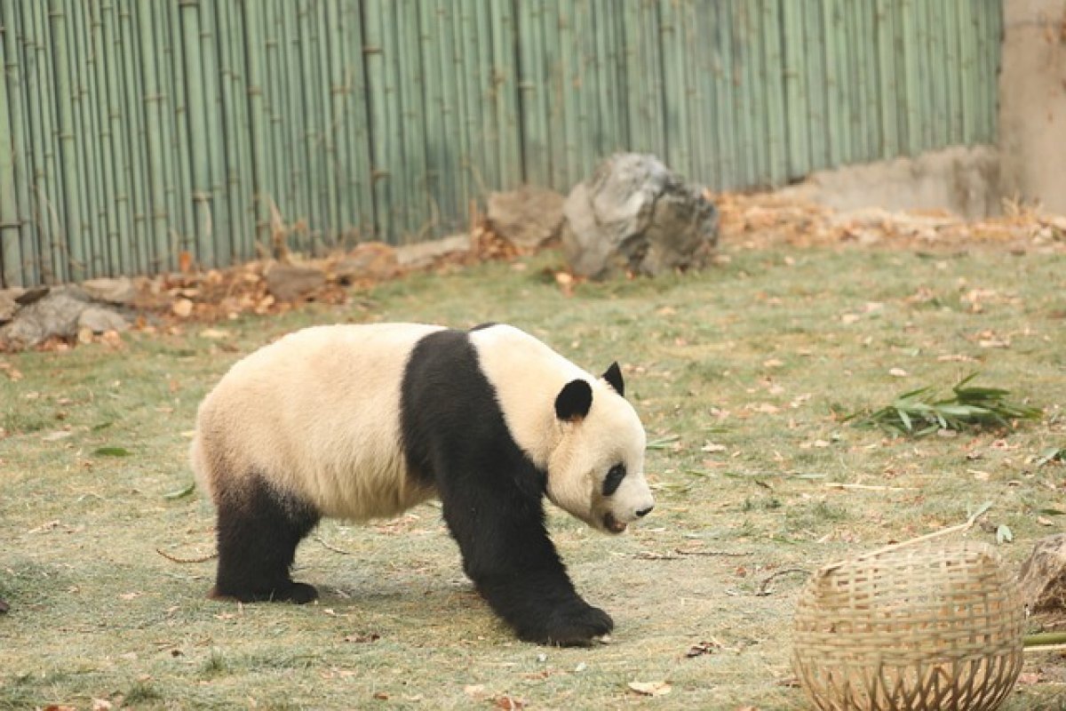 China está enviando pandas de volta aos Estados Unidos; entenda
