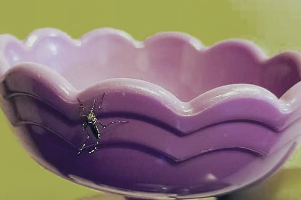 Casos de dengue chegam a 1,2 milhão no Brasil