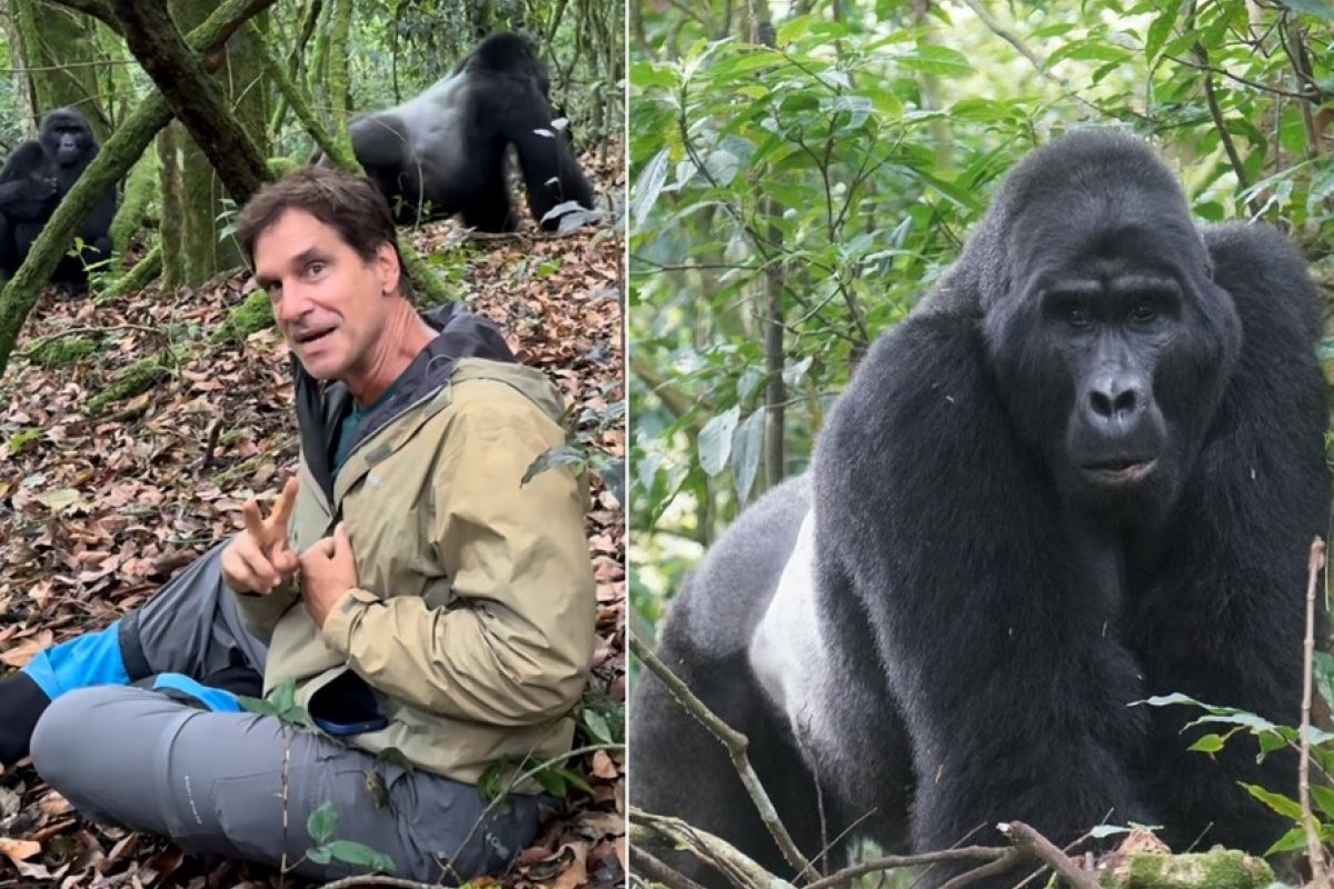 Veja vídeo: Longe da TV desde 2016, Victor Fasano posa com gorilas na África!