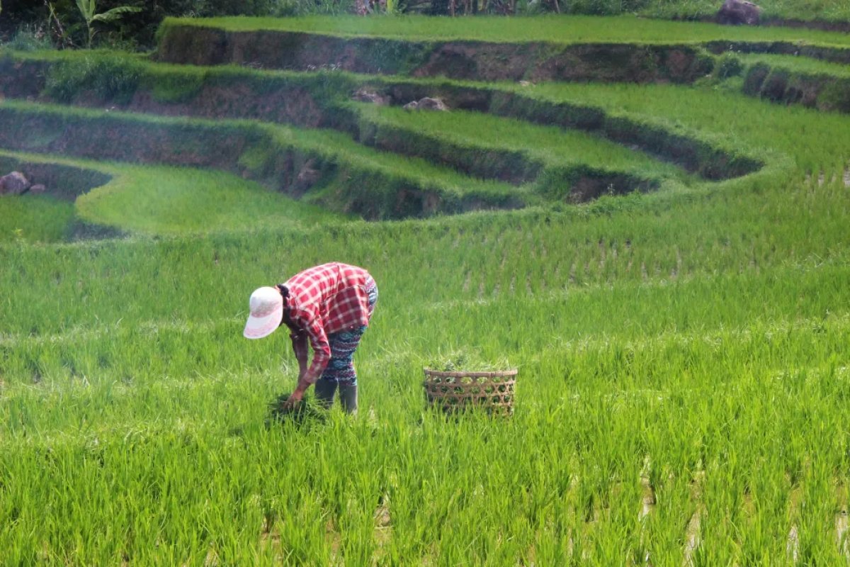 Pedidos de recuperação judicial para produtores rurais cresceram mais de 500% em 2023