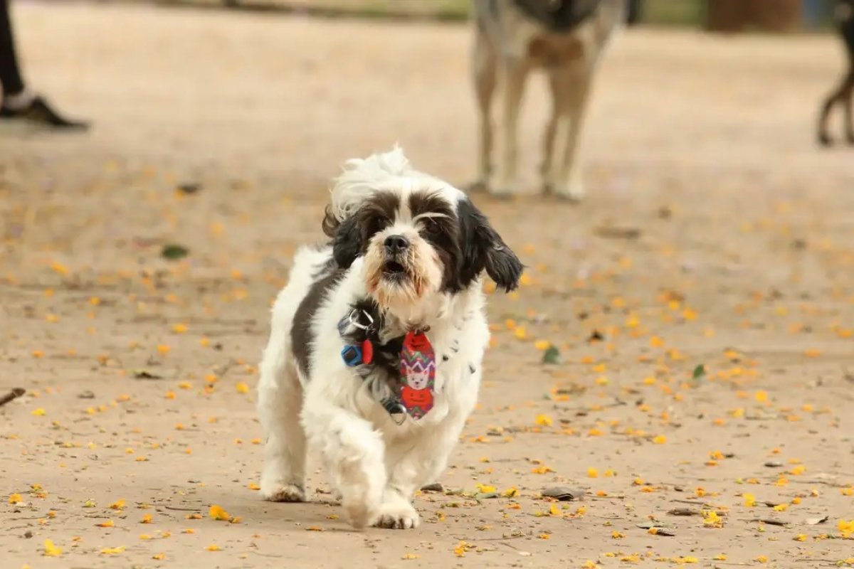 Projetos de lei tem como objetivo proibir a criação de cães de focinho curto