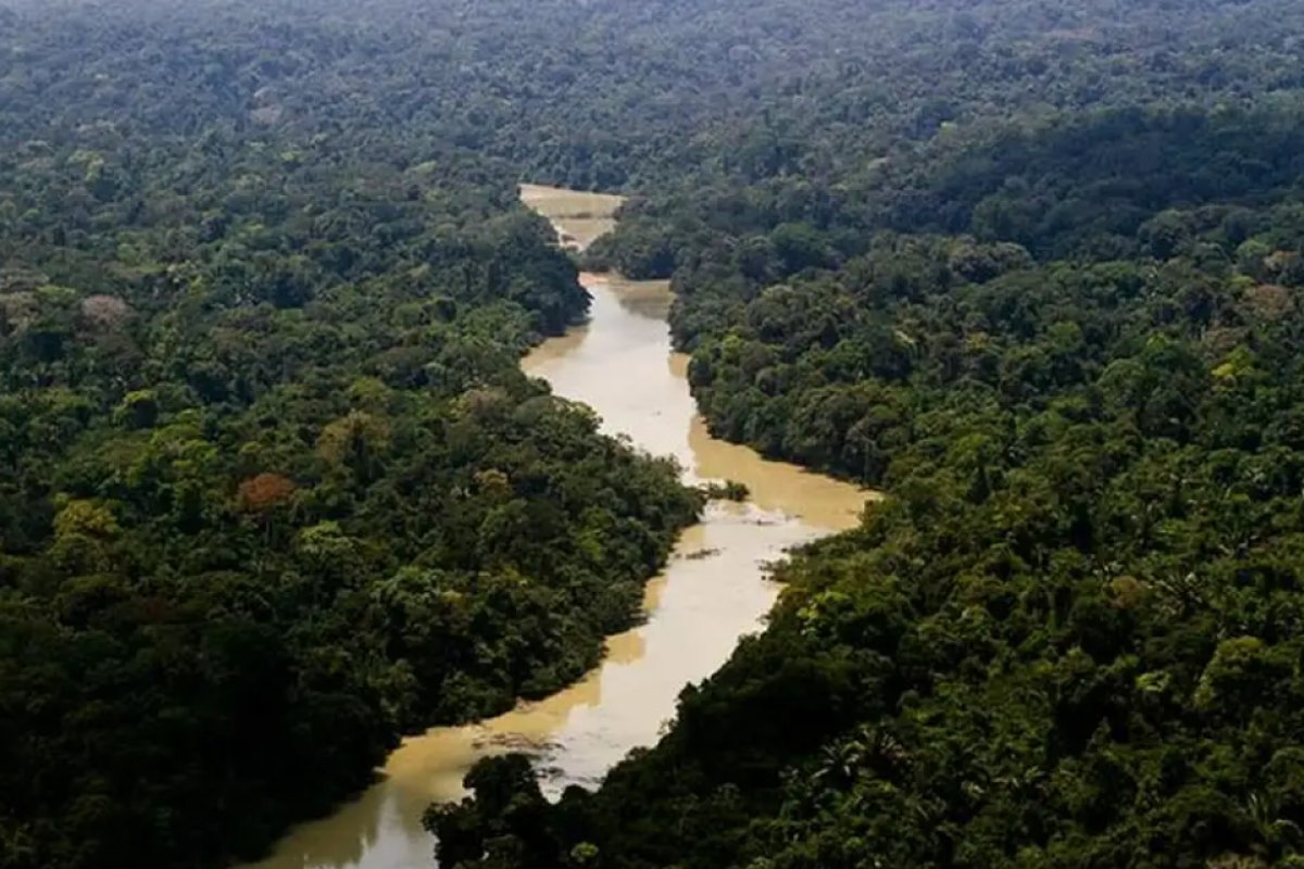 Alertas de desmatamento na amazônia caem 30% em fevereiro