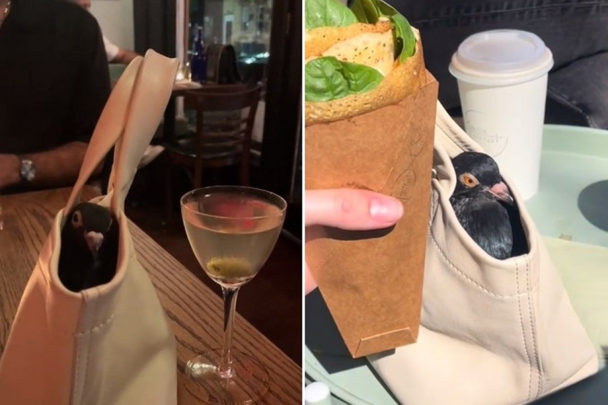 Veja vídeo: Mulher treina uma pomba para ser sua pet!