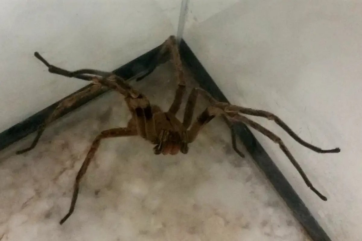 Aranha-armadeira é achada em caixa de de brinquedos