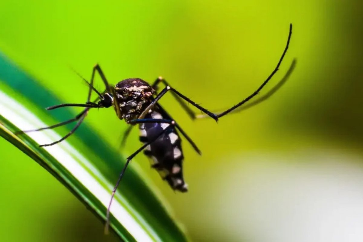 Mudanças climáticas têm influência nos casos de dengue, revela estudo