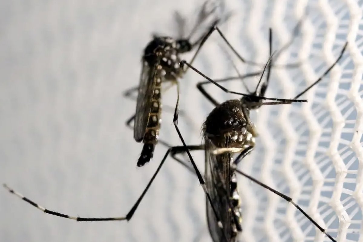 Sesab confirma duas mortes por chikungunya