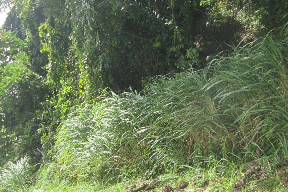Área verde localizada no Itaigara, em Salvador, é vendida por quase R$ 6 milhões