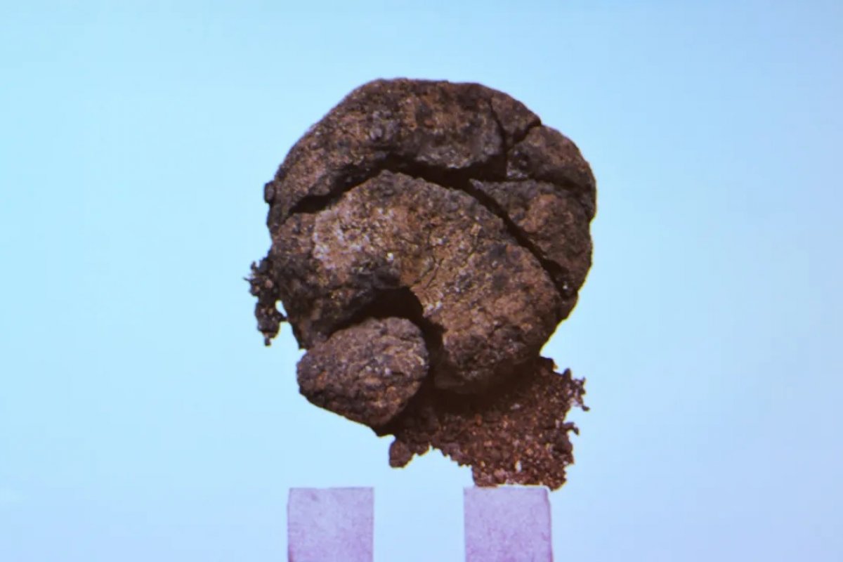 Pão mais antigo do mundo com 8.600 anos é descoberto na Turquia