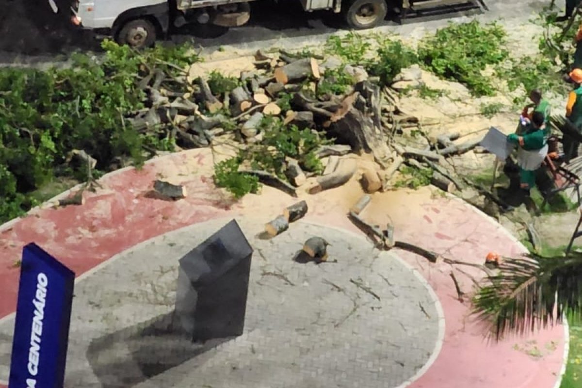 Vídeo: Prefeitura retira árvores da Avenida Centenário
