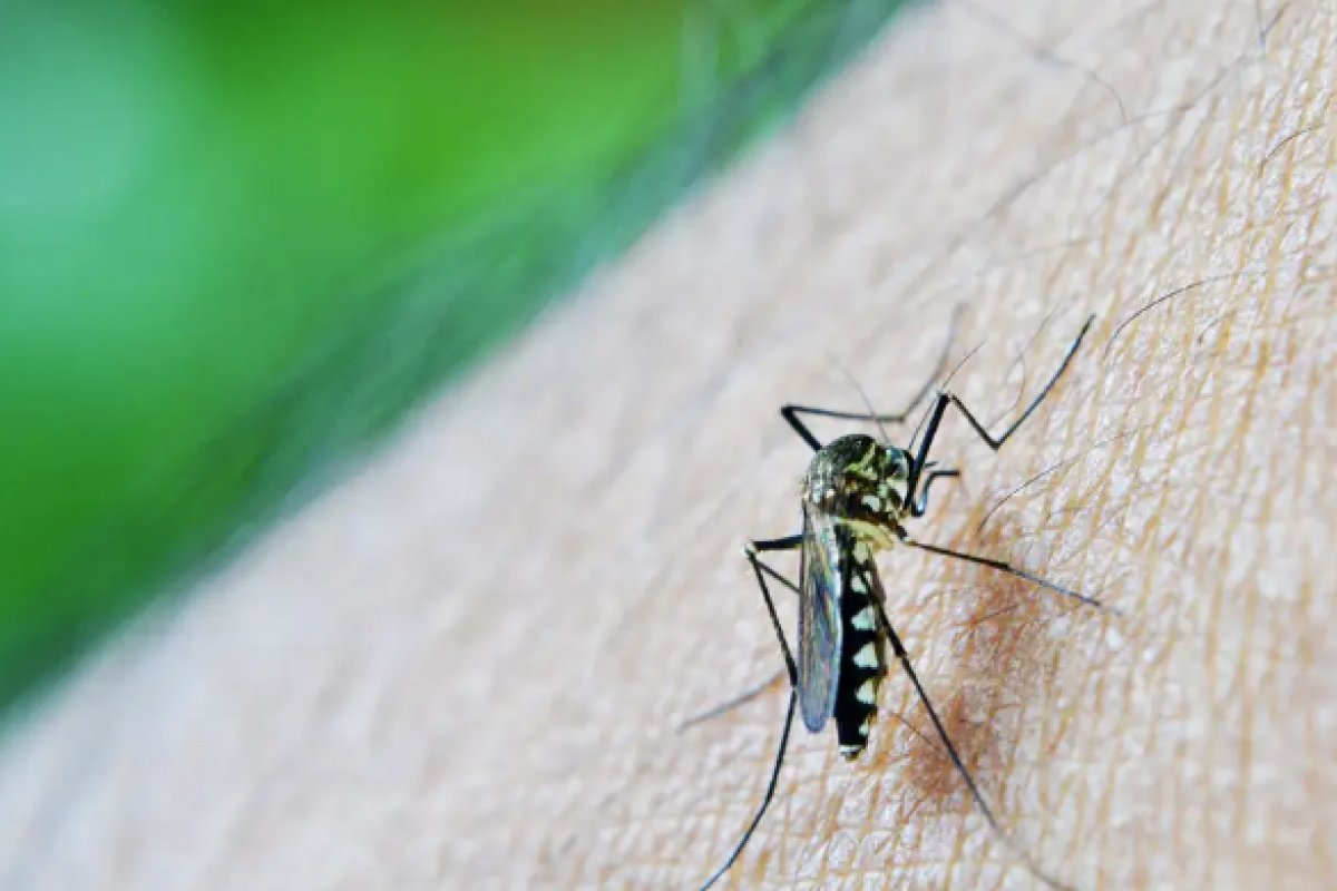 Dengue: Brasil se aproxima de 500 mortes em 2024