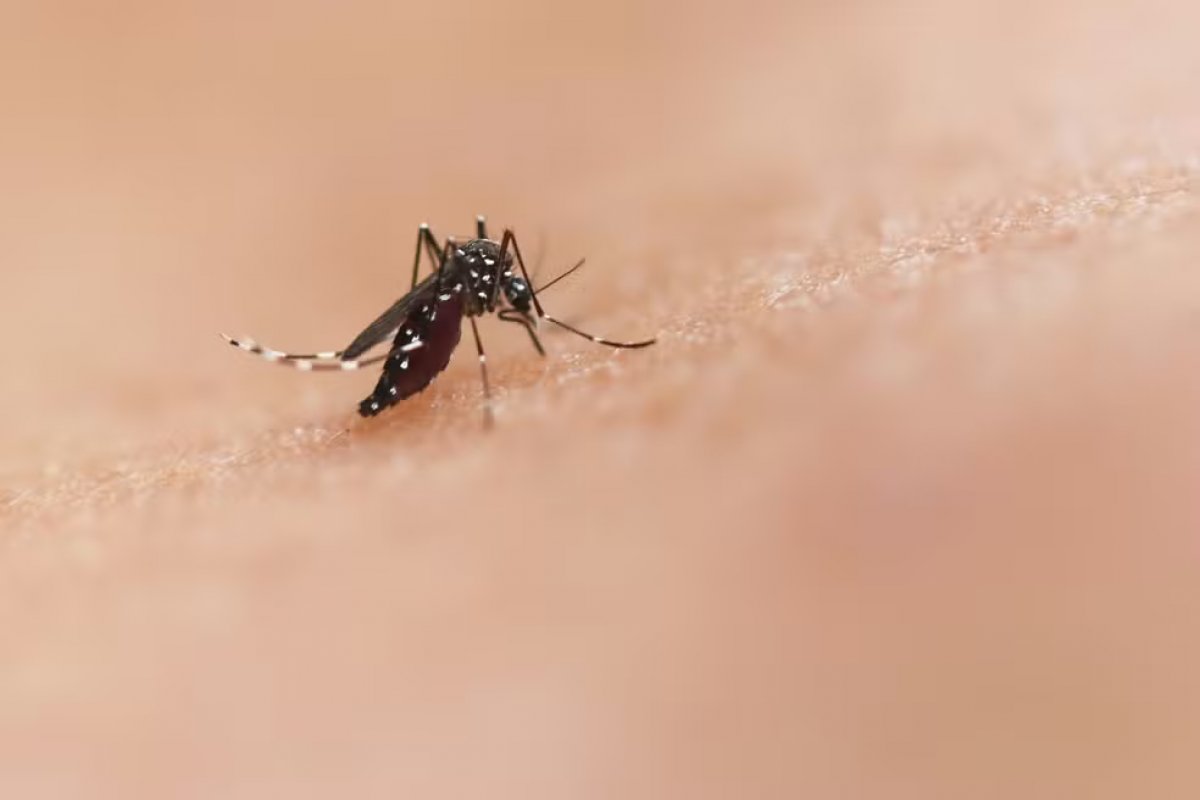 Número de mortes por dengue na Bahia sobe para 14