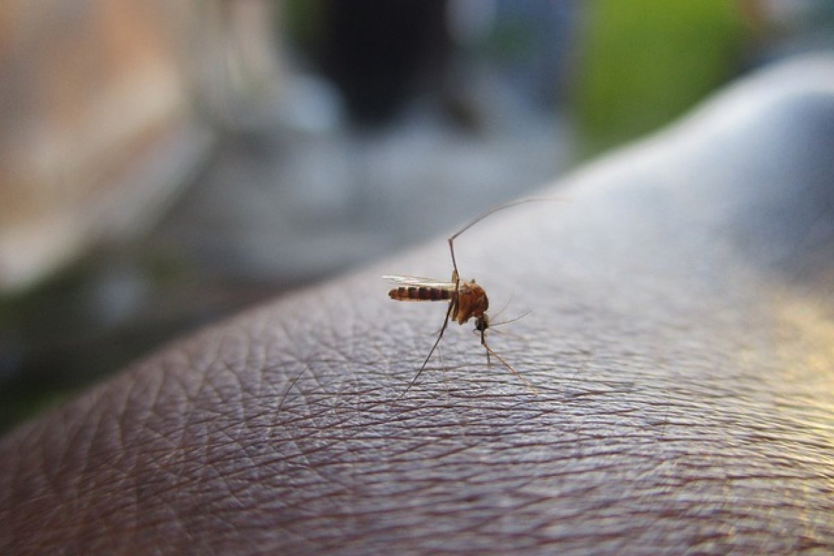 Dengue: estudo diz que aumento de casos está associado às mudanças climáticas