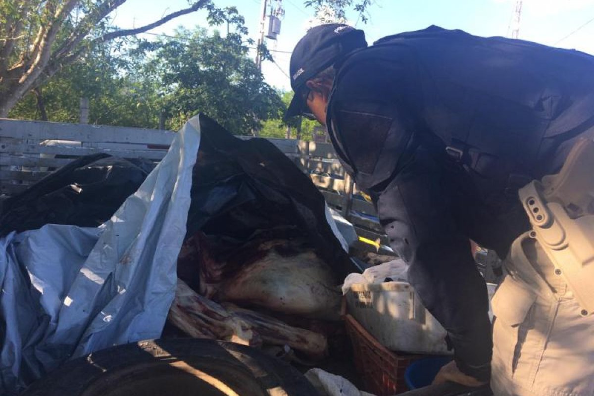 Polícia apreende quase meia tonelada de carne bovina no norte da Bahia 