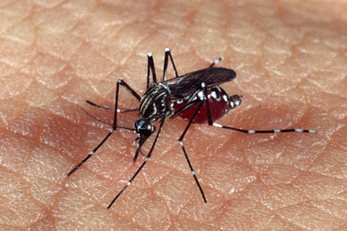 Sobe para 16 o número de morte por dengue na Bahia