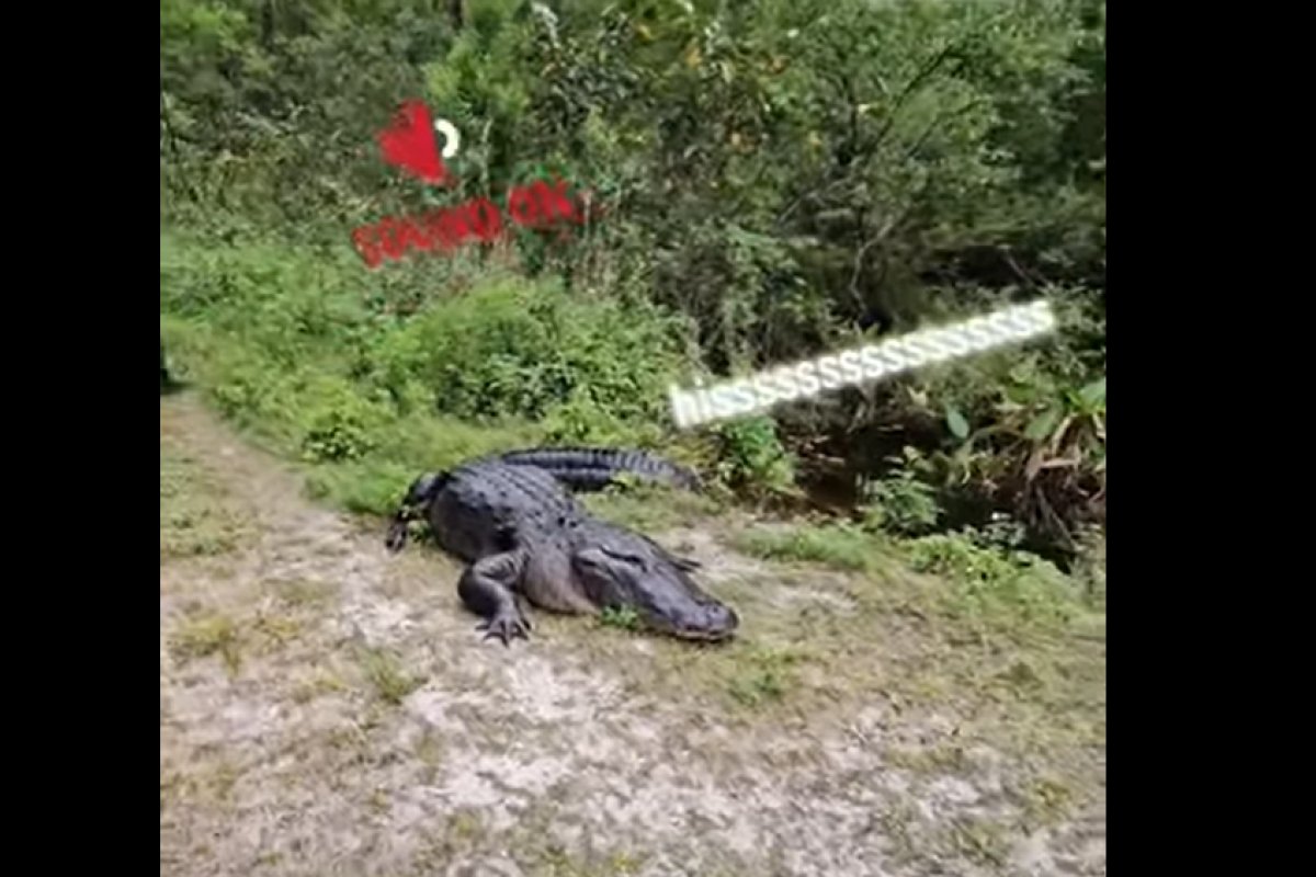 Estadunidense encontra crocodilo gigante durante caminhada