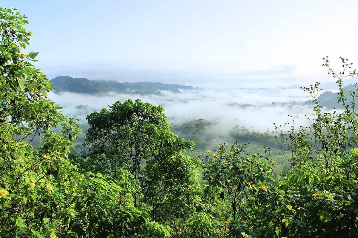 Desmatamento na Amazônia cai 63% no primeiro bimestre, aponta pesquisa