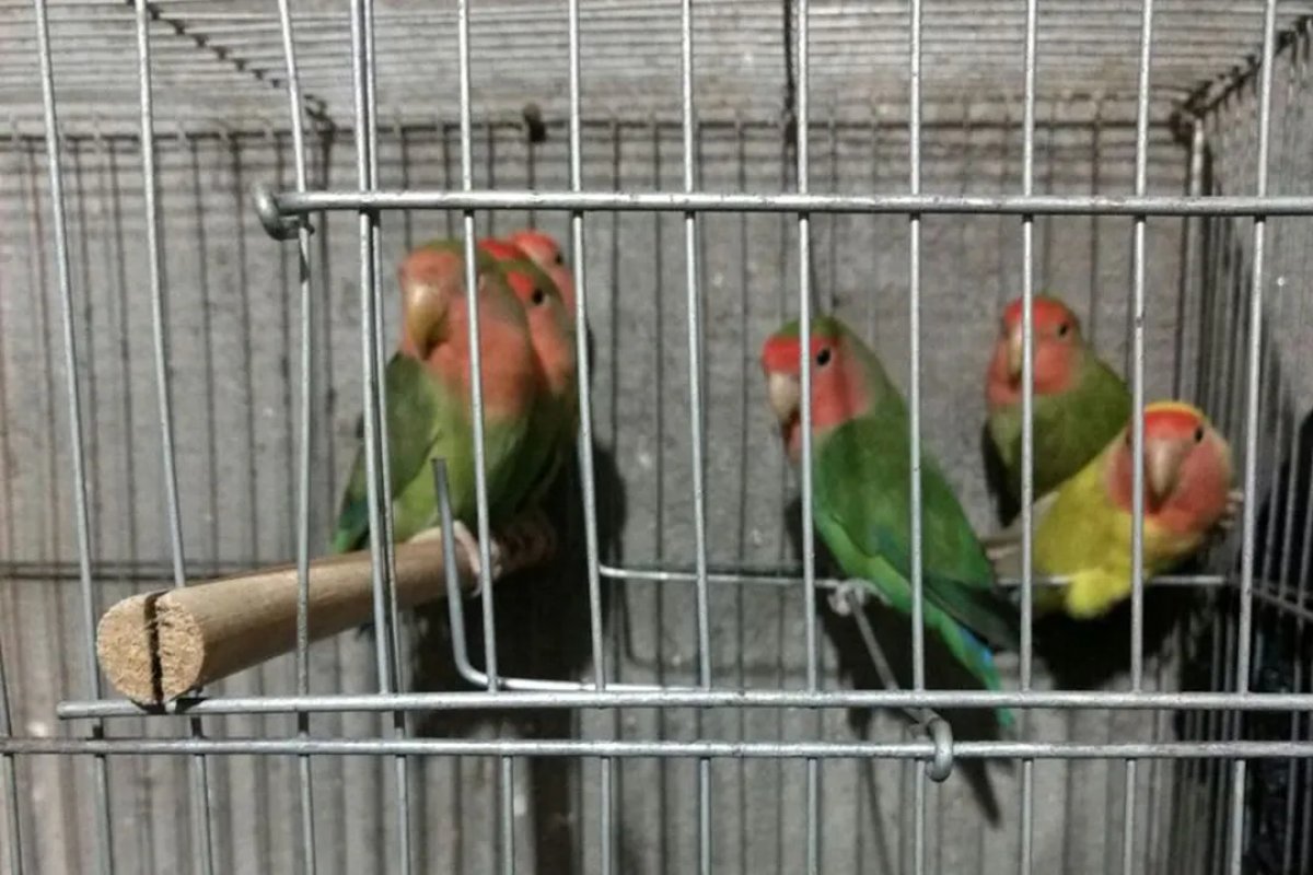 Nova ferramenta do Ibama vai monitorar tráfico de animais na internet