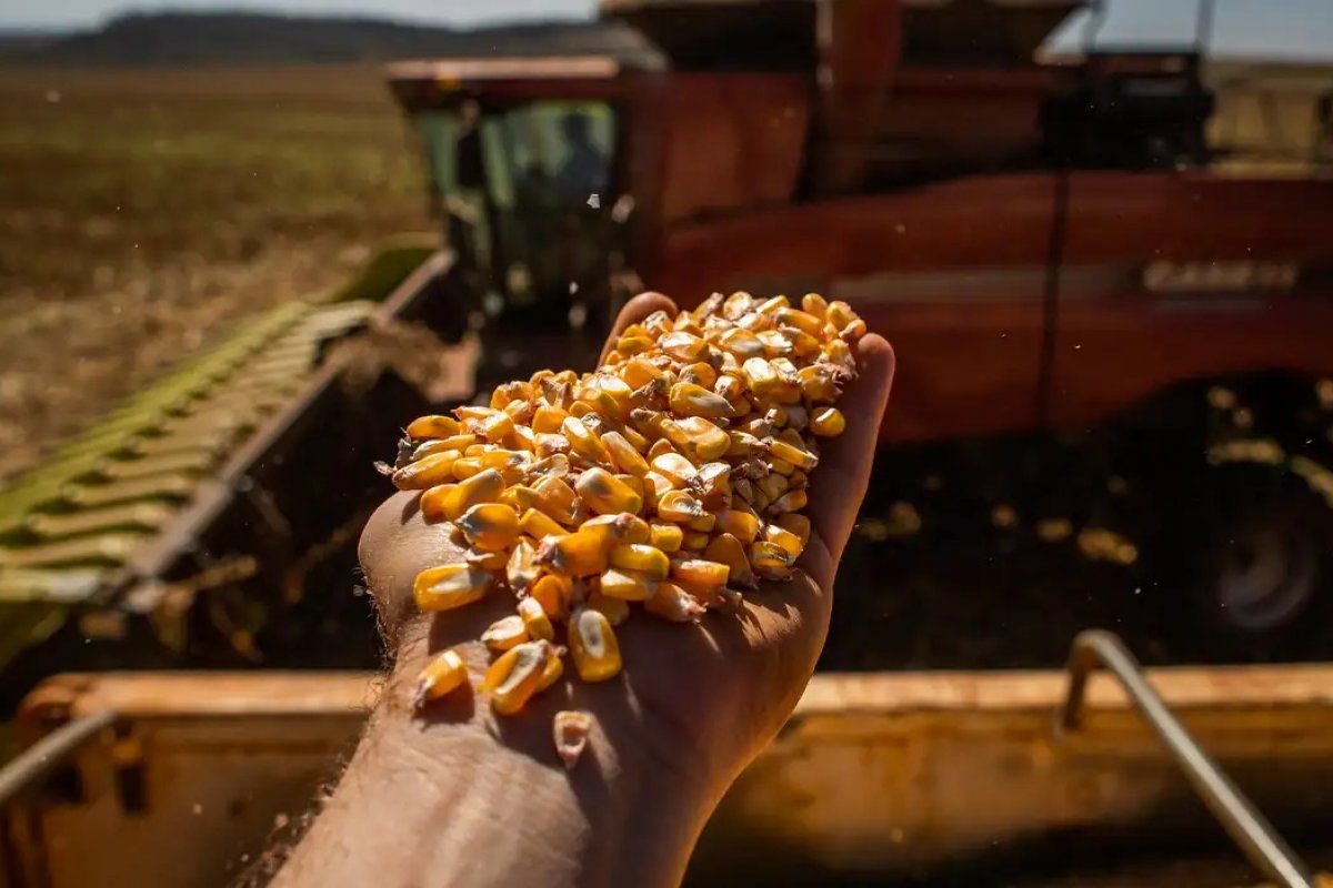 Brasil se consolida como maior fornecedor de milho para a China
