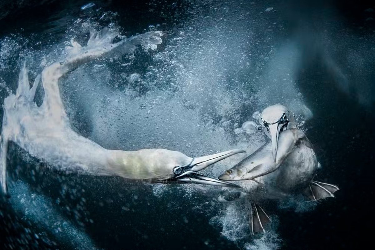 Fotógrafa britânica vence competição global de fotografia da natureza