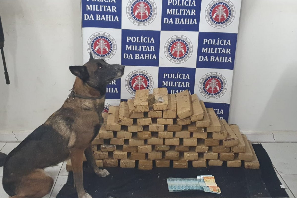 Cadela ajuda a prender duas pessoas com 25 quilos de maconha