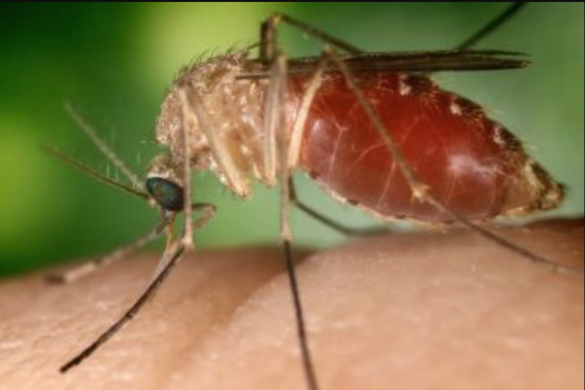 Bahia registra nove casos de febre do Oropouche