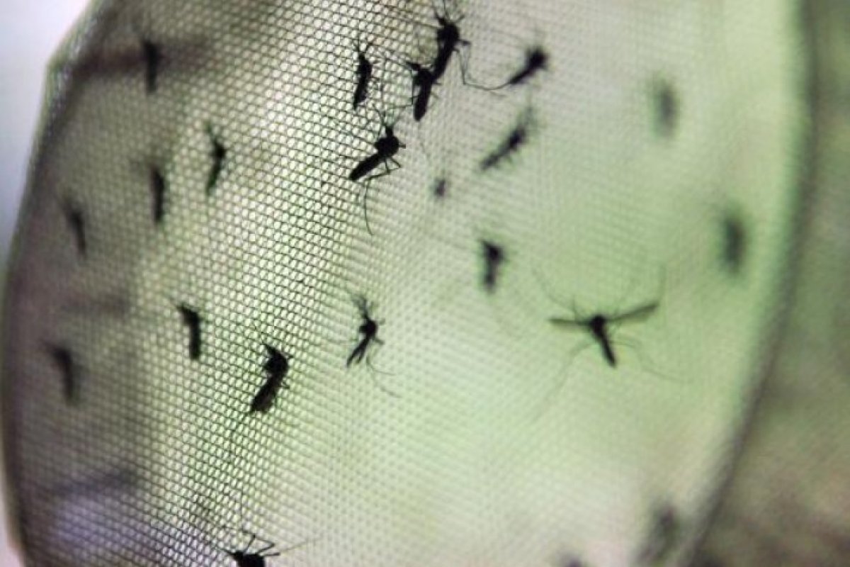 Salvador, Vitória da Conquista e Feira de Santana lideram casos prováveis de dengue na Bahia