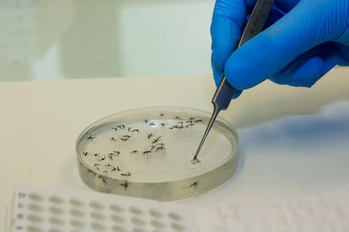 Casos de febre Oropouche crescem no país