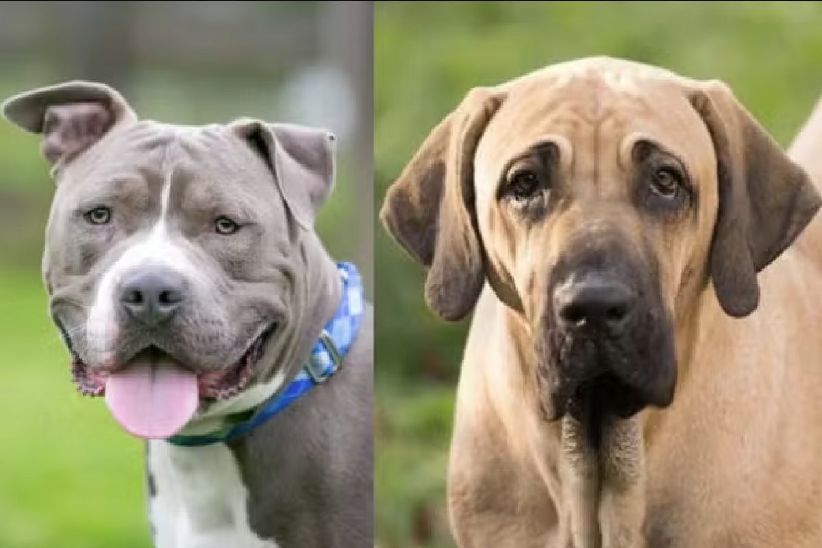 Conheça as principais raças de cães proibidas no mundo