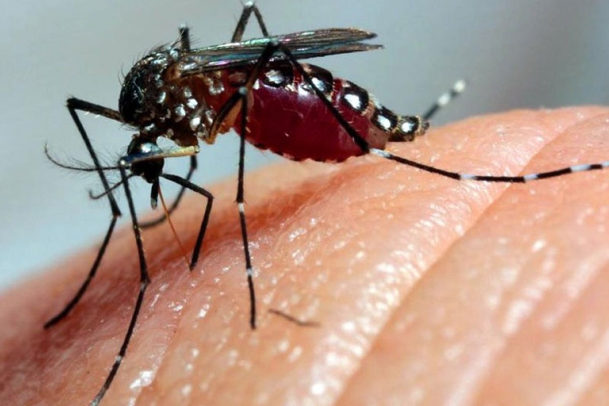 Sobe para 22 o número de mortes por dengue na Bahia