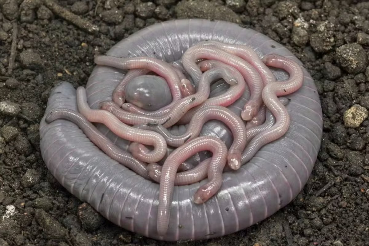 Cientistas descobrem cobra-cega que produz espécie de 'leite materno' e filhote que 'chora' ao pedir alimento
