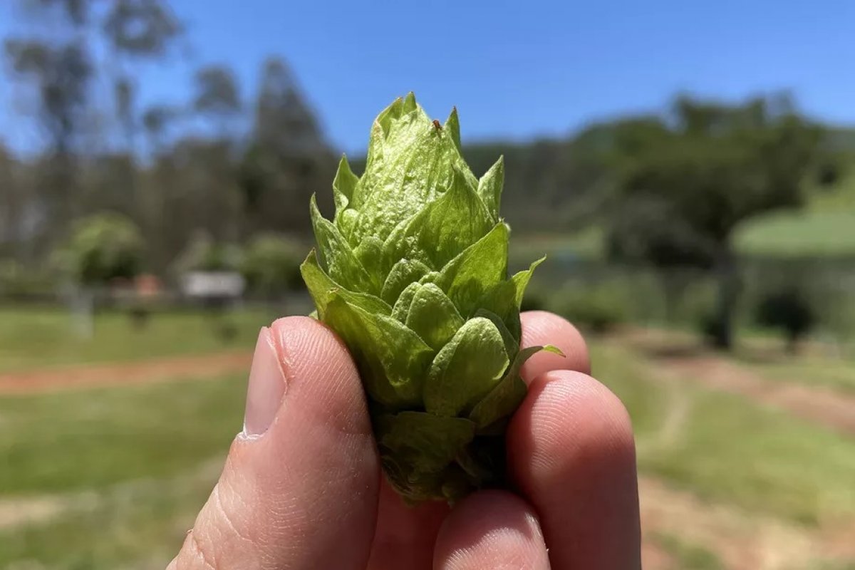 Estudo revela que lúpulo pode ser usado contra vírus da chikungunya e oropouche