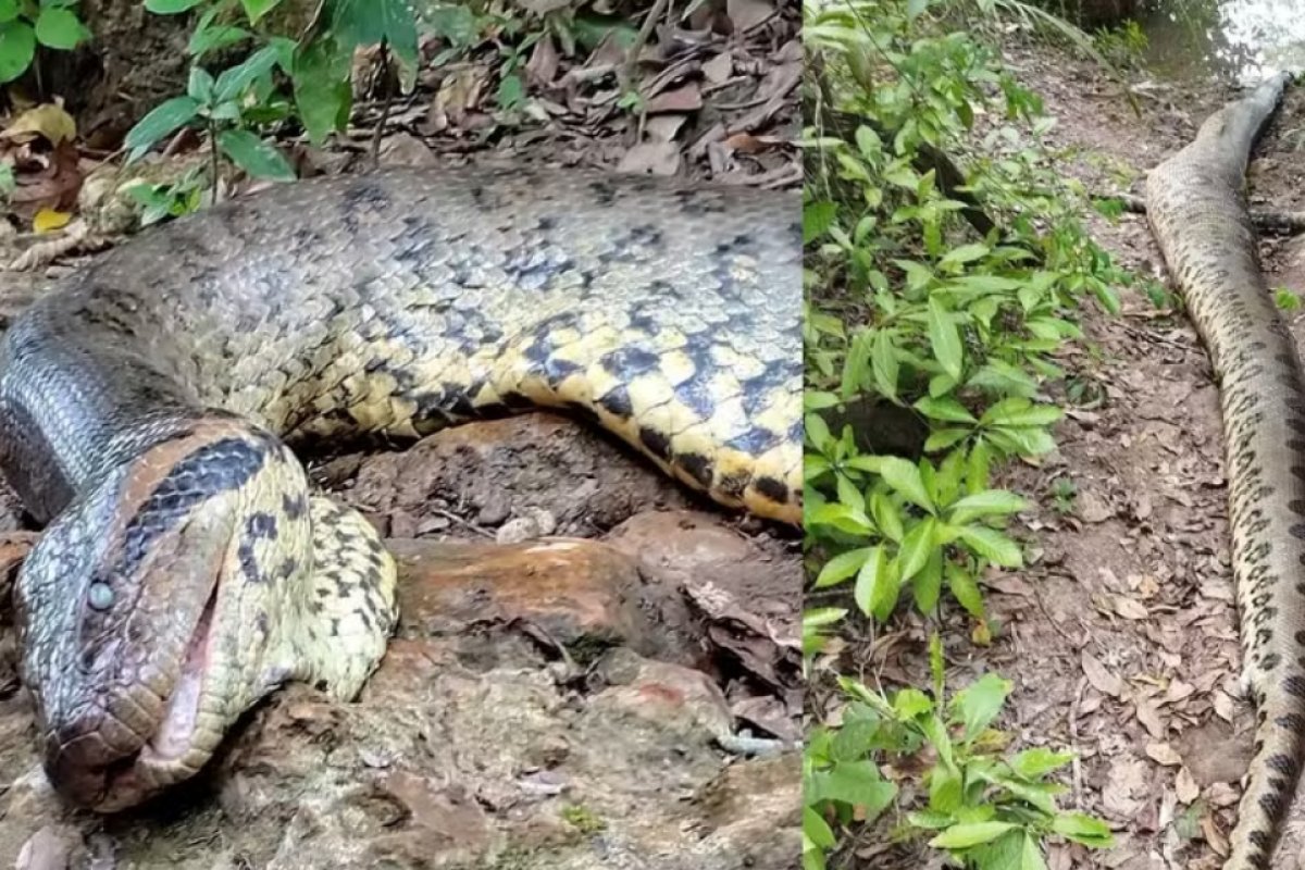 Sucuri Ana Júlia morreu de causas naturais em MS, aponta perícia