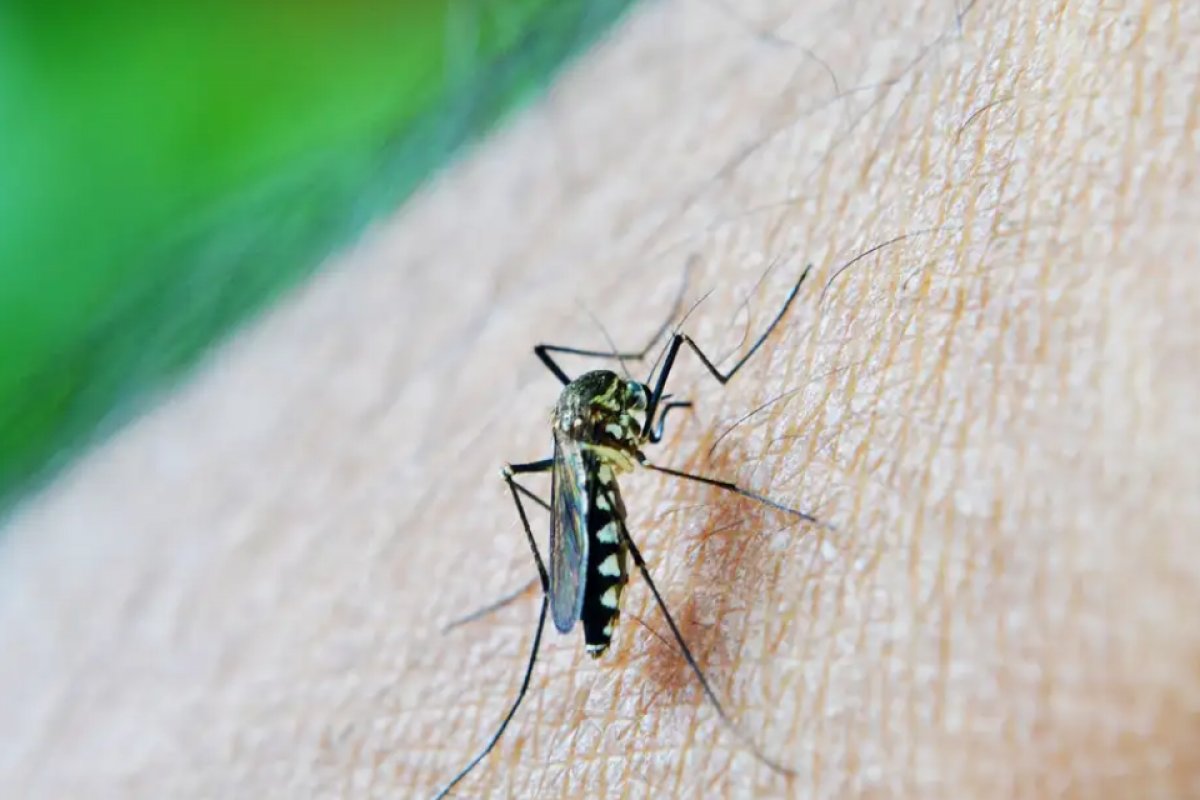 Ministério da Saúde fala em declínio de epidemia, mas dengue ainda preocupa em 7 estados