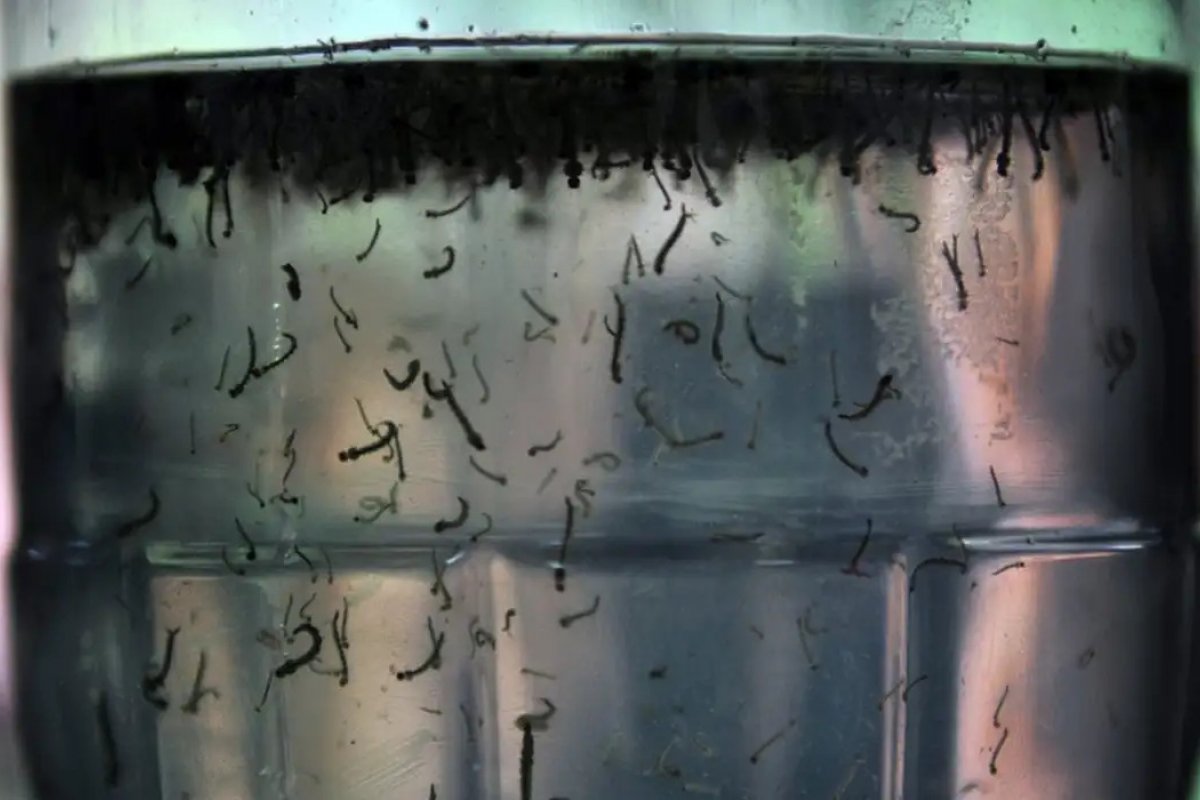 Brasil registra quase mil mortes por dengue em 2024