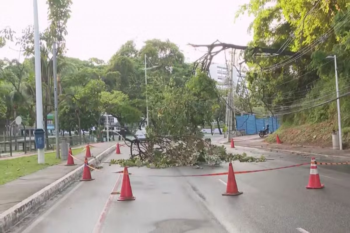 Árvore cai e bloqueia parte de avenida em Salvador